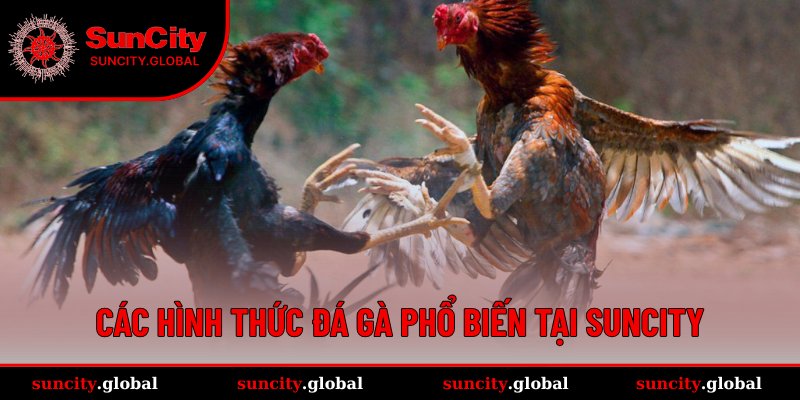 Đá Gà SUNCITY – Trận Đấu Kịch Tính, Xem Chuẩn HD Mỗi Ngày 3 Những loại hình đá gà thịnh hành