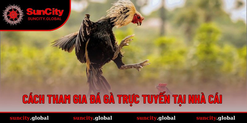 Đá Gà SUNCITY – Trận Đấu Kịch Tính, Xem Chuẩn HD Mỗi Ngày 4 Hướng dẫn tham gia đấu gà online