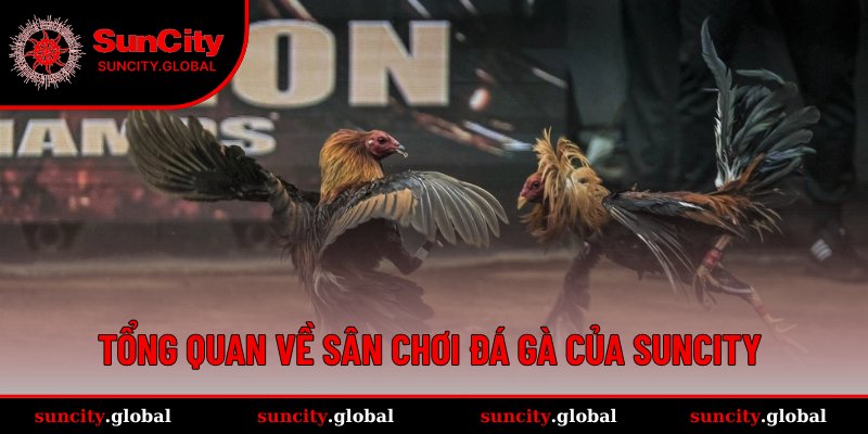 Đá Gà SUNCITY – Trận Đấu Kịch Tính, Xem Chuẩn HD Mỗi Ngày 1 Toàn cảnh về đấu trường đấu kê đỉnh cao tại SUNCITY
