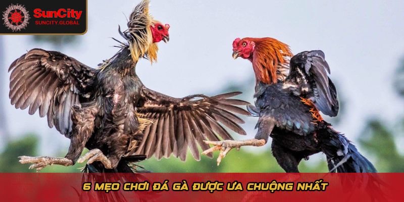 Mẹo Chơi Đá Gà - Bí Quyết Ổn Định Lợi Nhuận Dài Hạn 1 6 mẹo chơi đá gà được ưa chuộng nhất