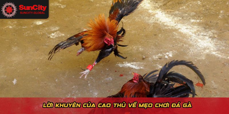 Mẹo Chơi Đá Gà - Bí Quyết Ổn Định Lợi Nhuận Dài Hạn 3 Lời khuyên của cao thủ về mẹo chơi đá gà