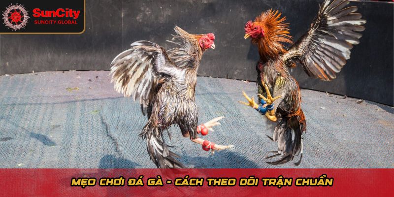 Mẹo Chơi Đá Gà - Bí Quyết Ổn Định Lợi Nhuận Dài Hạn 2 Mẹo chơi đá gà - Cách theo dõi trận đấu